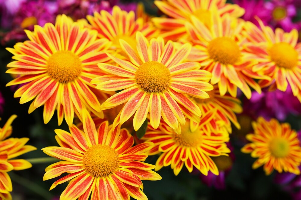 Fresh Cut Flowers